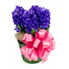 Hyacinth 6"